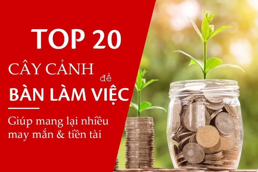 Top 20 cây cảnh để bàn làm việc giúp bạn thăng tiến nhanh cc 1