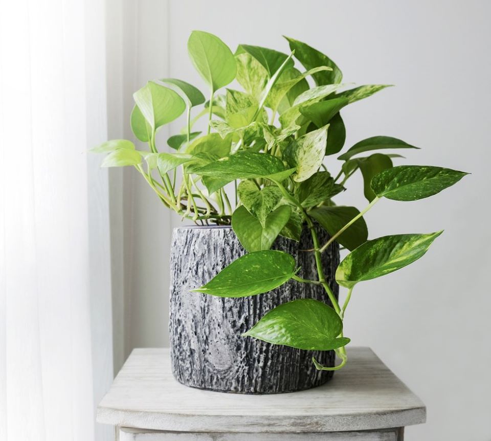 NỘI THẤT THÁI MINH THÀNH