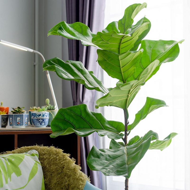 NỘI THẤT THÁI MINH THÀNH