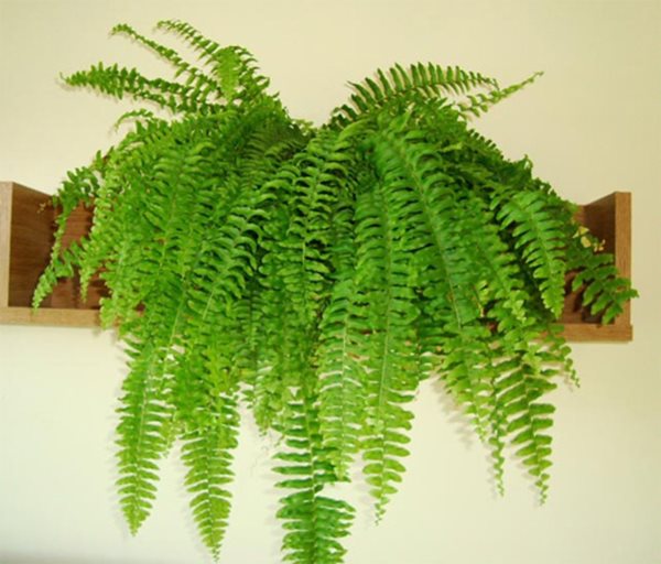 NỘI THẤT THÁI MINH THÀNH