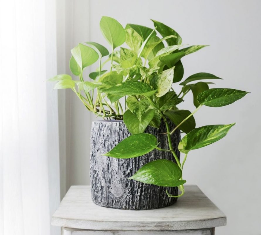 NỘI THẤT THÁI MINH THÀNH